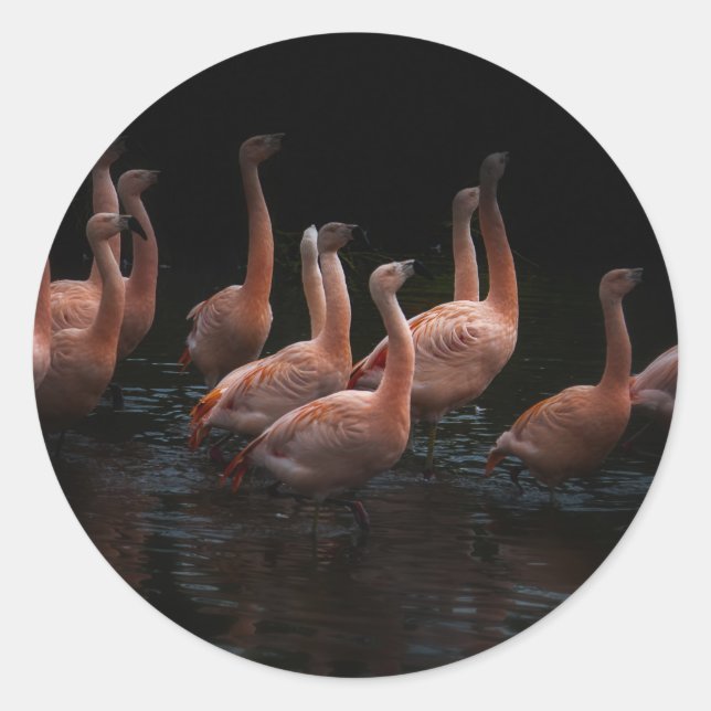 Adesivo Lago Flamingo (Frente)