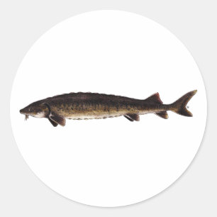 Adesivo Lago Sturgeon - Acipenser fulvescens