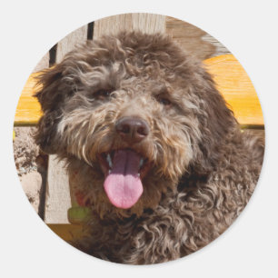 Adesivo Lagotto Romagnolo Deitado Em Uma Bancada De Madeir