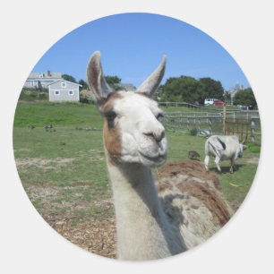 Adesivo Lama