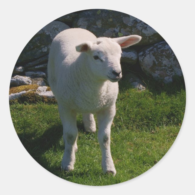 Adesivo Lamb (Frente)