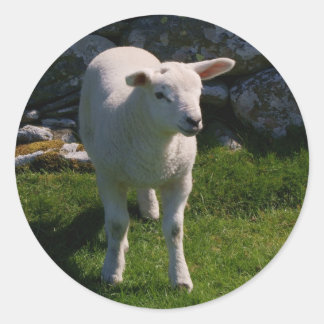 Adesivo Lamb