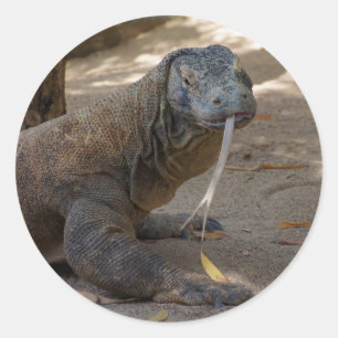 Adesivo Lambedura do dragão de Komodo