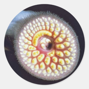 Adesivo Lampreia de mar