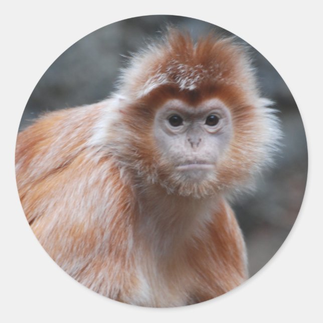 Adesivo Langur Stickers (Frente)