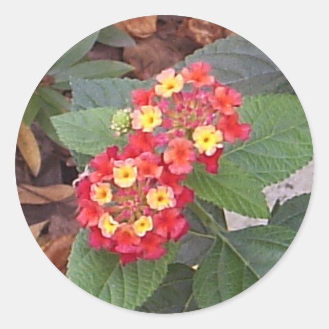 Adesivo Lantana Blooms Sticker (Frente)