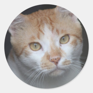 Adesivo Laranja Adorável e Gato Branco com Olhos Expressiv