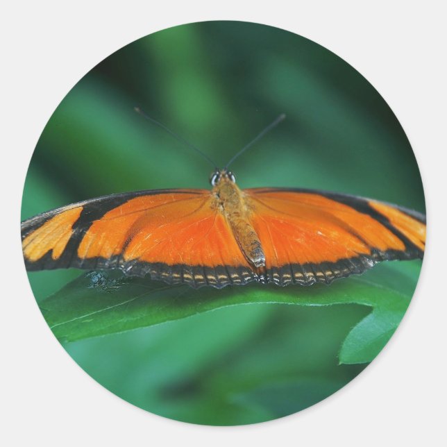 Adesivo Laranja Brilhante e Borboleta Negra em Folha (Frente)