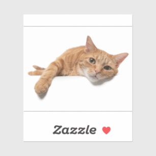 Adesivo Laranja Gato