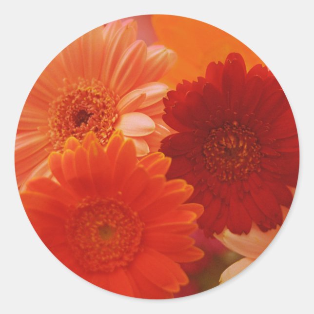 Adesivo Laranja Gerbera Daisy Flowy Felowers (Frente)