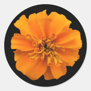 Adesivo Laranja Marigold Flor em Preto