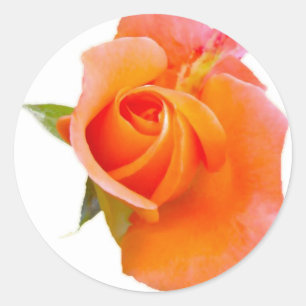 Adesivo Laranja Stikers cor-de-rosa