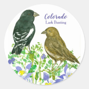 Adesivo Lark Bunting Birds Colorado Columbine
