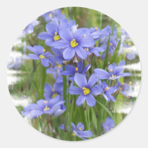 Adesivo Larkspurs