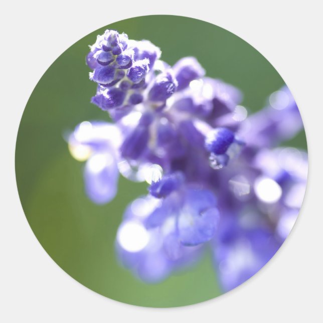 Adesivo Lavanda (Frente)