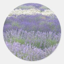 Lavanda