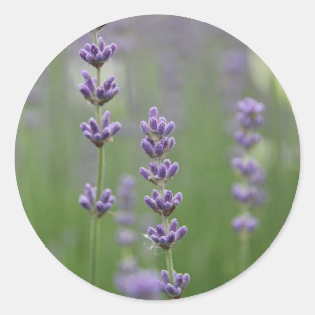Adesivo Lavanda de Densidade (Frente)