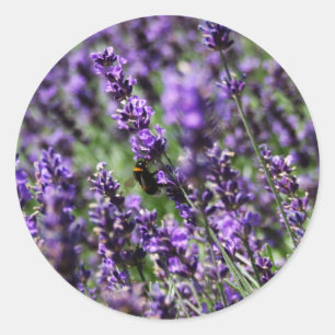 Adesivo Lavanda Fields Stickers