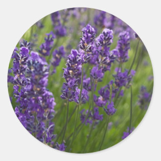 Adesivo Lavanda | Lavendel