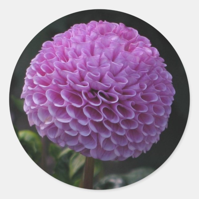 Adesivo Lavander Dahlia (Frente)