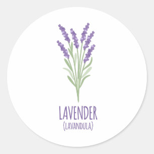 Adesivo Lavandula da lavanda