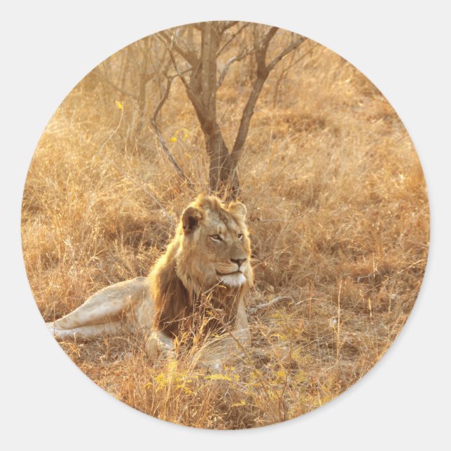 Adesivo Leão (Frente)