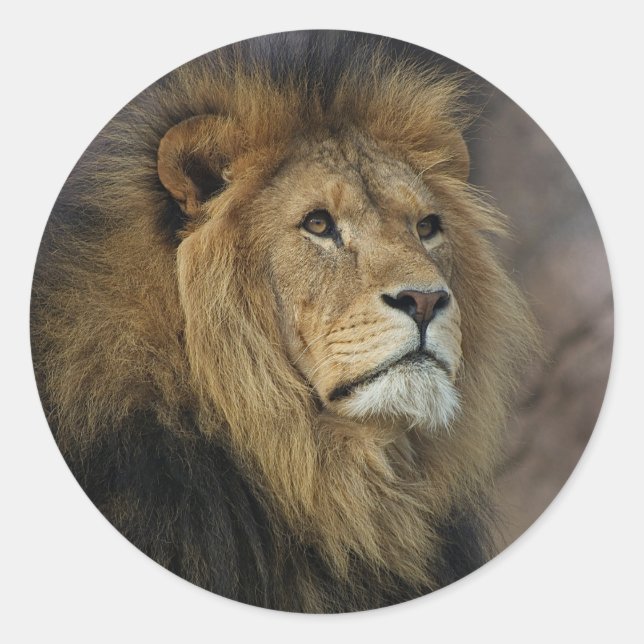 Adesivo Leão Africano (Frente)