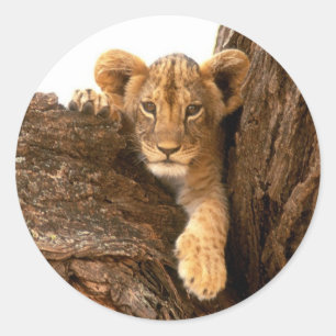 Adesivo Leão Cub