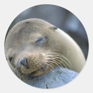 Adesivo Leão de mar do bebê, Ilhas Galápagos