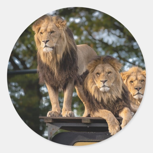 Adesivo Leão de varejo (Frente)