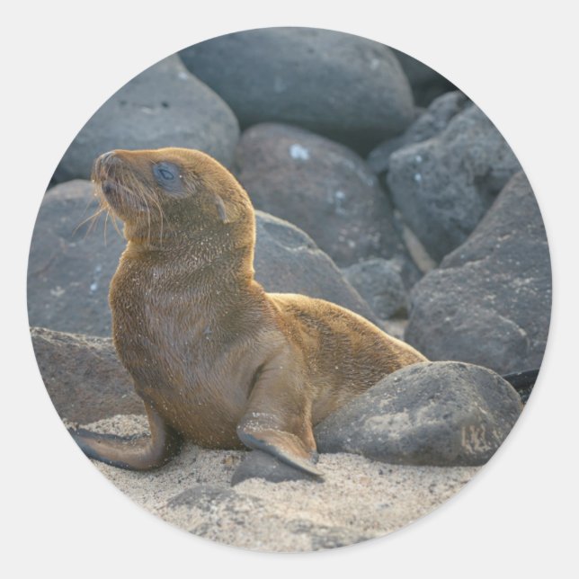 Adesivo Leão-marinho-das-galápagos (Frente)