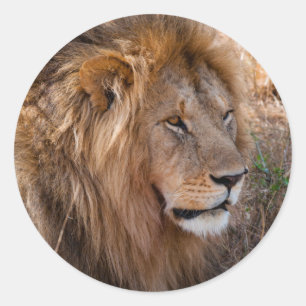 Adesivo Leão Reserva Nacional Maasai Mara, Quênia
