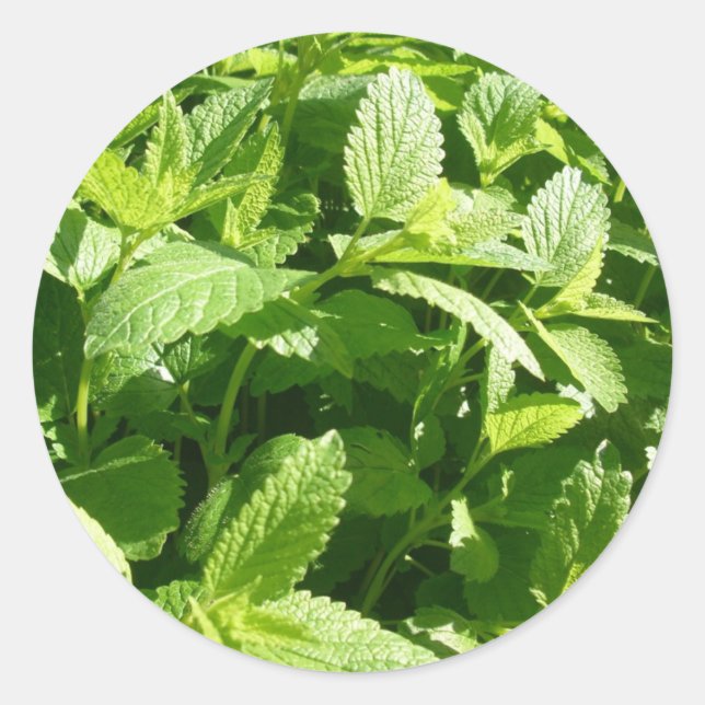 Adesivo Lemon Balm Plant (Frente)