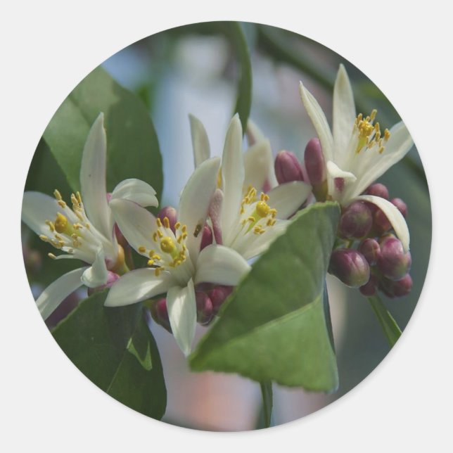 Adesivo Lemon Blossoms (Frente)