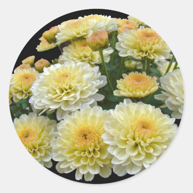 Adesivo Lemon Meringue Chrysanthemums (Frente)
