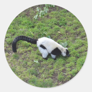 Adesivo Lemur Preto-e-Branco Rupado #1