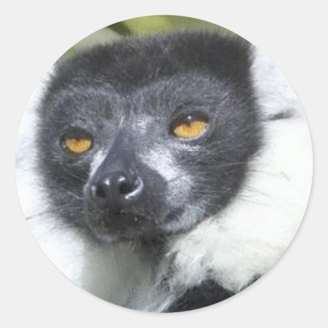 Adesivo Lemur Stickers (Frente)