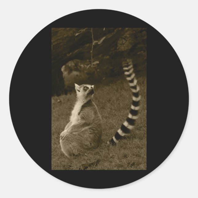 Adesivo Lemur Tail Valencia Tint Vinheta Vertical (Frente)
