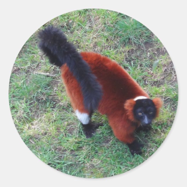 Adesivo Lemur Vermelho Rufado #1 Stickers (Frente)