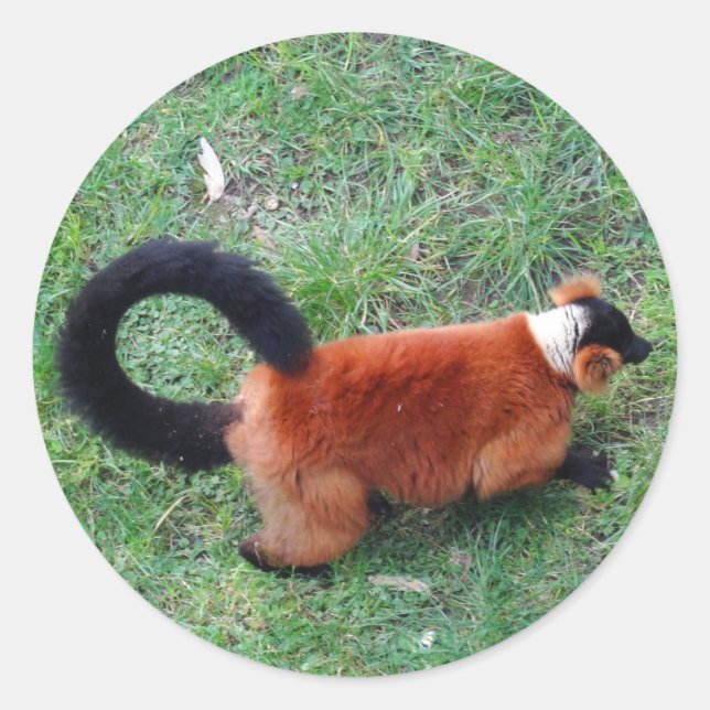 Adesivo Lemur Vermelho Rufado #2 Stickers (Frente)