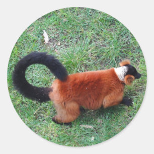 Adesivo Lemur Vermelho Rufado #2 Stickers