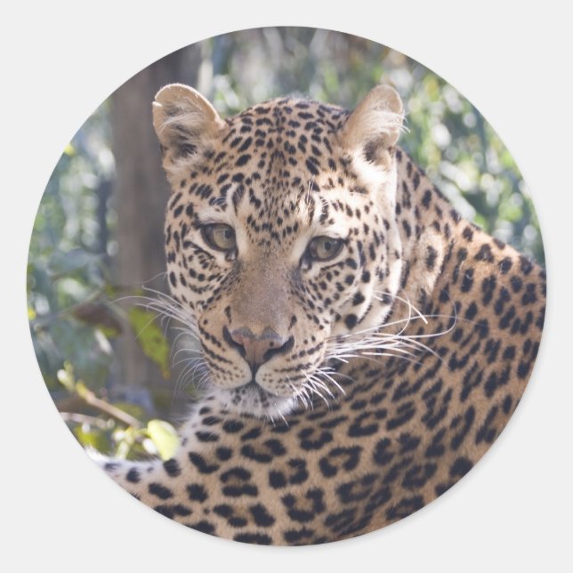 Adesivo Leopard Portrait (Frente)