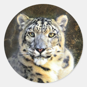 Adesivo Leopardo de neve