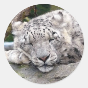 Adesivo Leopardo de neve - bonito!