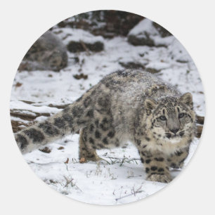 Adesivo Leopardo de neve Cub