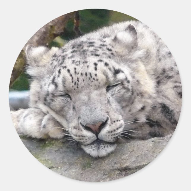 Adesivo Leopardo de Neve - lindo! (Frente)