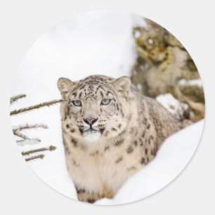 Adesivo Leopardo de Neve na Neve