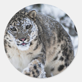 Adesivo Leopardo de Neve na Prowl