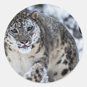 Adesivo Leopardo de neve no Prowl