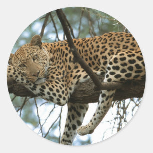 Adesivo Leopardo descendo em árvore